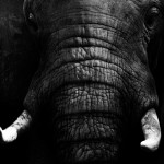 Tête de lit éléphant - Visuel